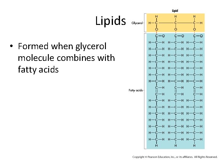 Lipids • Formed when glycerol molecule combines with fatty acids 