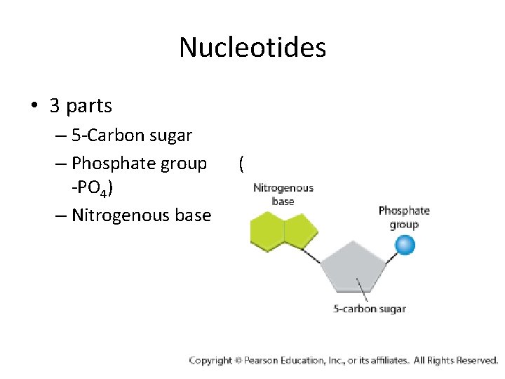 Nucleotides • 3 parts – 5 -Carbon sugar – Phosphate group -PO 4) –