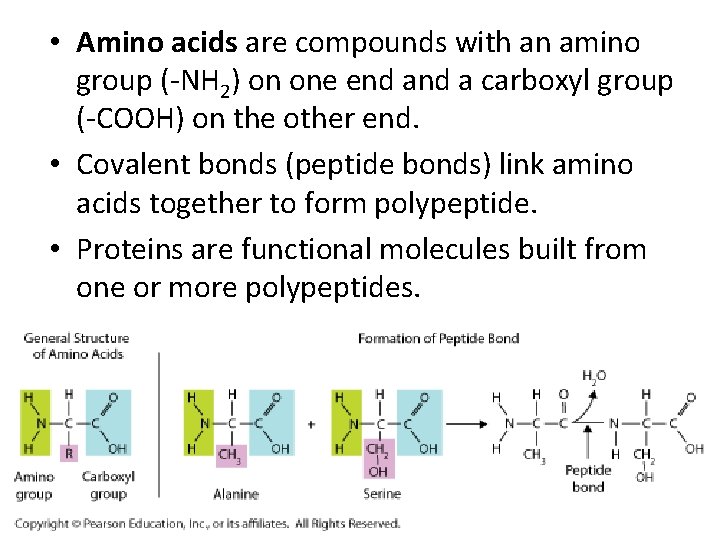  • Amino acids are compounds with an amino group (-NH 2) on one