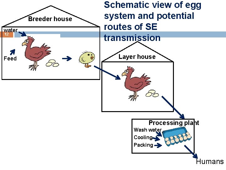 Breeder house water 12 Feed Schematic view of egg system and potential routes of Breeder house water 12 Feed Schematic view of egg system and potential routes of