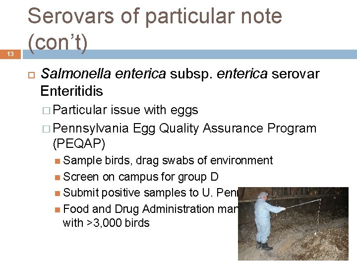13 Serovars of particular note (con’t) Salmonella enterica subsp. enterica serovar Enteritidis � Particular 13 Serovars of particular note (con’t) Salmonella enterica subsp. enterica serovar Enteritidis � Particular