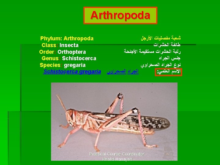 Arthropoda Phylum: Arthropoda Class: Insecta Order: Orthoptera Genus: Schistocerca Species: gregaria Schistocerca gregaria ﺷﻌﺒﺔ