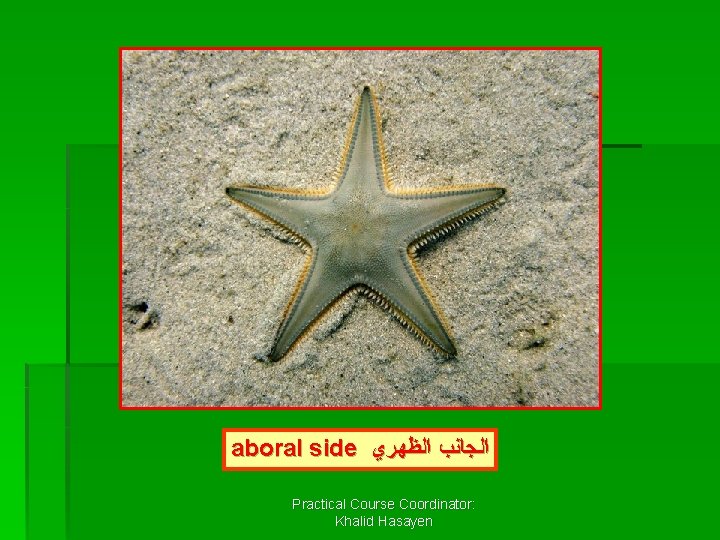 aboral side ﺍﻟﺠﺎﻧﺐ ﺍﻟﻈﻬﺮﻱ Practical Course Coordinator: Khalid Hasayen 