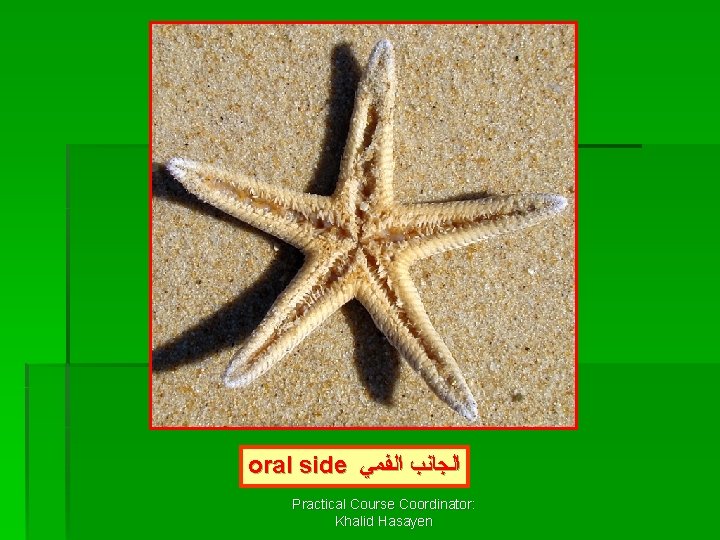oral side ﺍﻟﺠﺎﻧﺐ ﺍﻟﻔﻤﻲ Practical Course Coordinator: Khalid Hasayen 