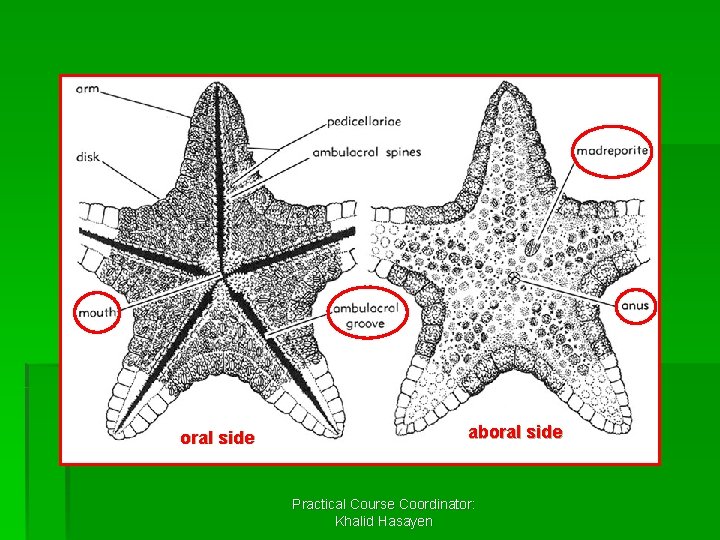 oral side aboral side Practical Course Coordinator: Khalid Hasayen 
