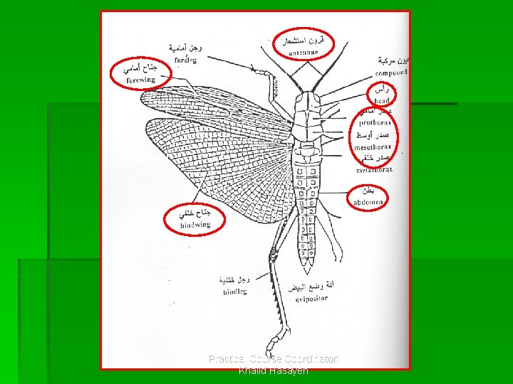 Practical Course Coordinator: Khalid Hasayen 