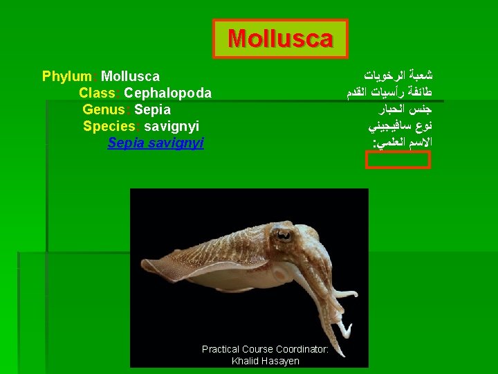 Mollusca Phylum: Mollusca Class: Cephalopoda Genus: Sepia Species: savignyi Sepia savignyi Practical Course Coordinator: