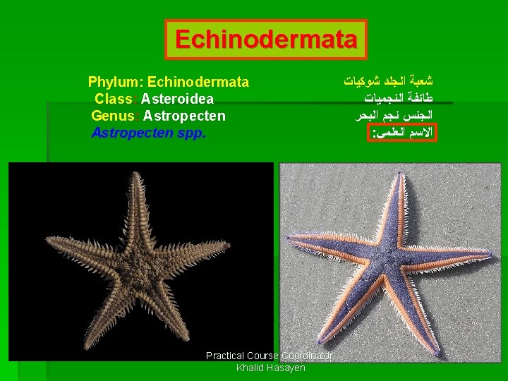 Echinodermata Phylum: Echinodermata Class: Asteroidea Genus: Astropecten spp. Practical Course Coordinator: Khalid Hasayen ﺷﻌﺒﺔ