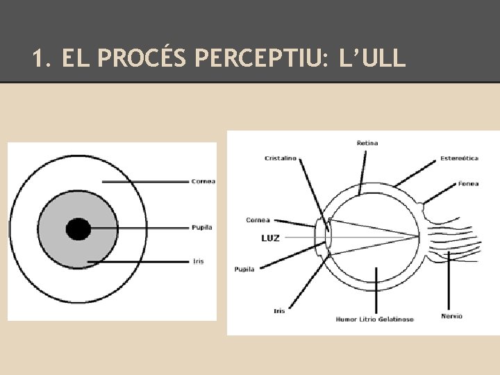 1. EL PROCÉS PERCEPTIU: L’ULL 