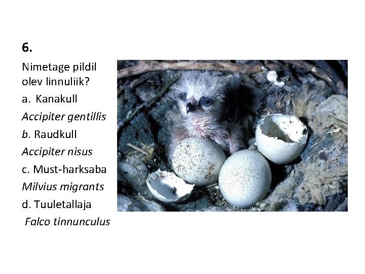 6. Nimetage pildil olev linnuliik? a. Kanakull Accipiter gentillis b. Raudkull Accipiter nisus c.