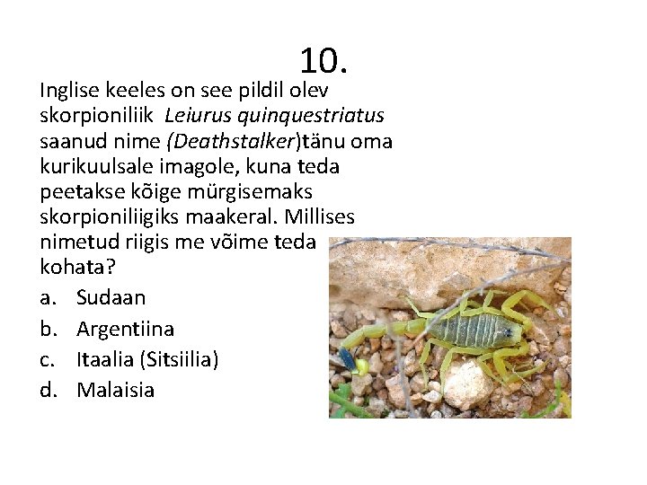 10. Inglise keeles on see pildil olev skorpioniliik Leiurus quinquestriatus saanud nime (Deathstalker)tänu oma