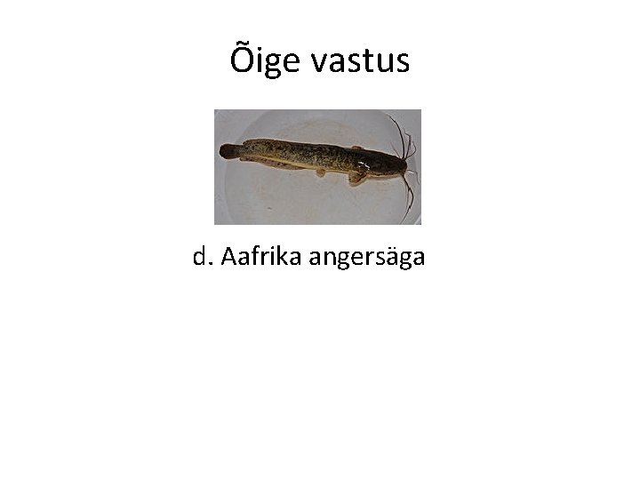 Õige vastus d. Aafrika angersäga 