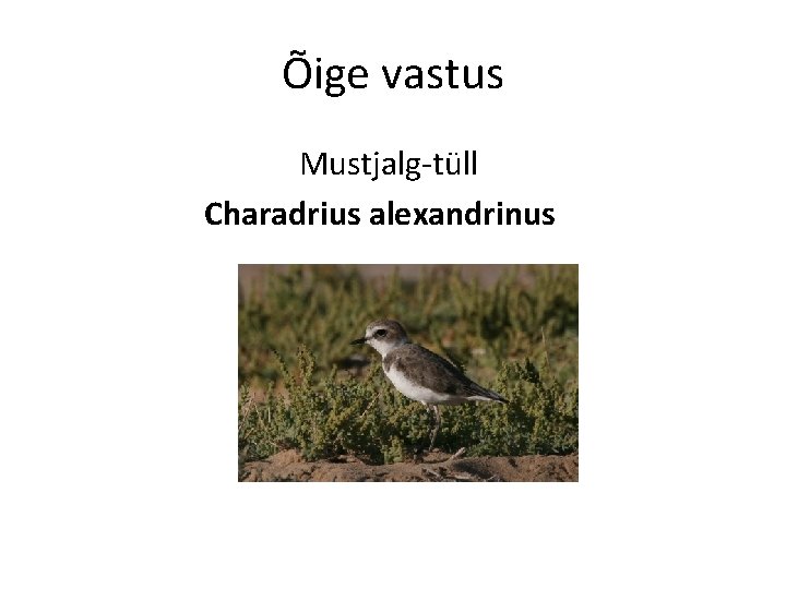 Õige vastus Mustjalg-tüll Charadrius alexandrinus 