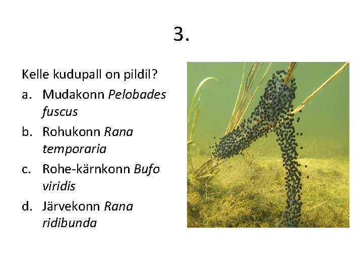 3. Kelle kudupall on pildil? a. Mudakonn Pelobades fuscus b. Rohukonn Rana temporaria c.