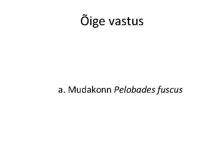 Õige vastus a. Mudakonn Pelobades fuscus 