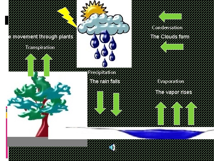 Condensation The Clouds form The movement through plants Transpiration Precipitation The rain falls Evaporation