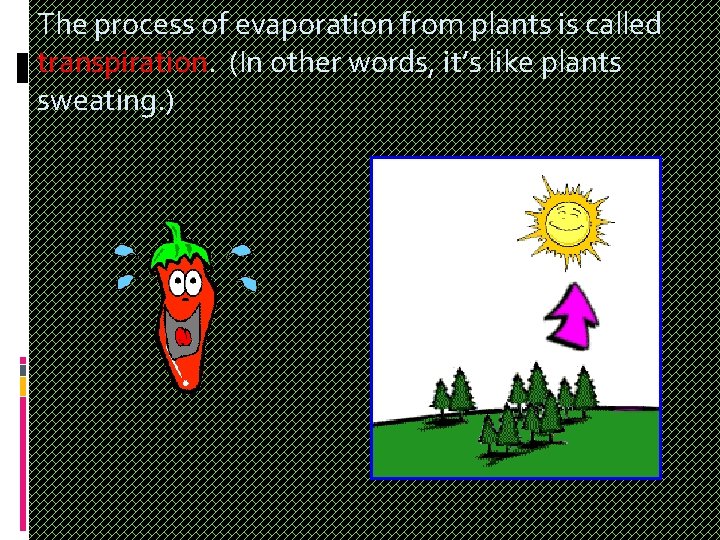 The process of evaporation from plants is called transpiration. (In other words, it’s like