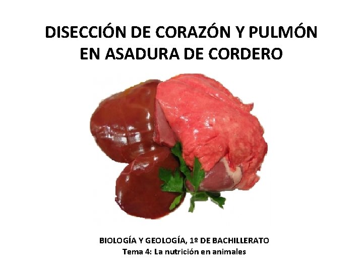 DISECCIÓN DE CORAZÓN Y PULMÓN EN ASADURA DE CORDERO BIOLOGÍA Y GEOLOGÍA, 1º DE DISECCIÓN DE CORAZÓN Y PULMÓN EN ASADURA DE CORDERO BIOLOGÍA Y GEOLOGÍA, 1º DE