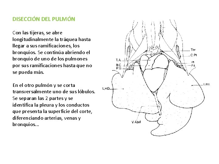 DISECCIÓN DEL PULMÓN Con las tijeras, se abre longitudinalmente la tráquea hasta llegar a DISECCIÓN DEL PULMÓN Con las tijeras, se abre longitudinalmente la tráquea hasta llegar a