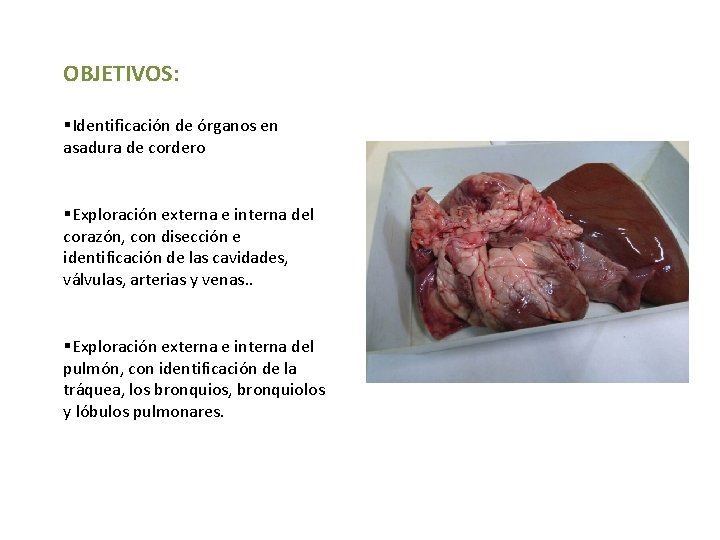 OBJETIVOS: §Identificación de órganos en asadura de cordero §Exploración externa e interna del corazón, OBJETIVOS: §Identificación de órganos en asadura de cordero §Exploración externa e interna del corazón,