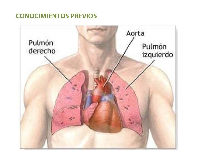 CONOCIMIENTOS PREVIOS CONOCIMIENTOS PREVIOS