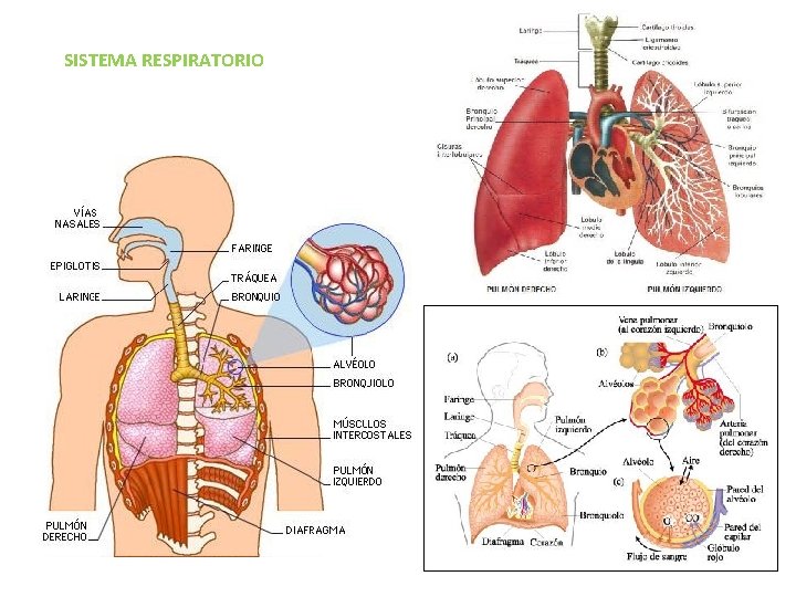 SISTEMA RESPIRATORIO SISTEMA RESPIRATORIO
