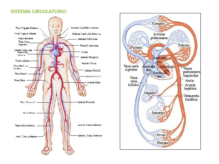 SISTEMA CIRCULATORIO SISTEMA CIRCULATORIO
