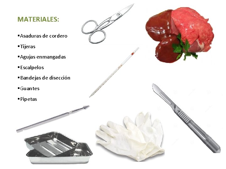 MATERIALES: §Asaduras de cordero §Tijeras §Agujas enmangadas §Escalpelos §Bandejas de disección §Guantes §Pipetas MATERIALES: §Asaduras de cordero §Tijeras §Agujas enmangadas §Escalpelos §Bandejas de disección §Guantes §Pipetas