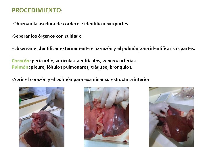 PROCEDIMIENTO: -Observar la asadura de cordero e identificar sus partes. -Separar los órganos con PROCEDIMIENTO: -Observar la asadura de cordero e identificar sus partes. -Separar los órganos con