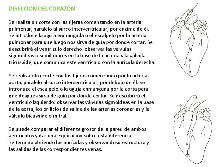 DISECCIÓN DEL CORAZÓN Se realiza un corte con las tijeras comenzando en la arteria DISECCIÓN DEL CORAZÓN Se realiza un corte con las tijeras comenzando en la arteria