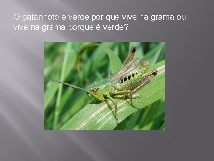 O gafanhoto é verde por que vive na grama ou vive na grama porque