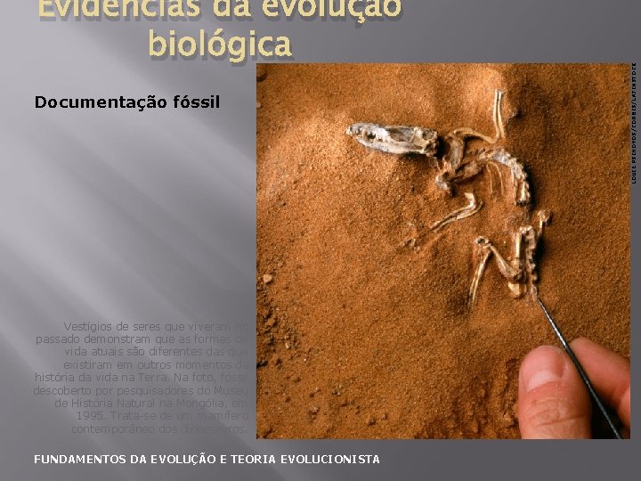 Documentação fóssil Vestígios de seres que viveram no passado demonstram que as formas de