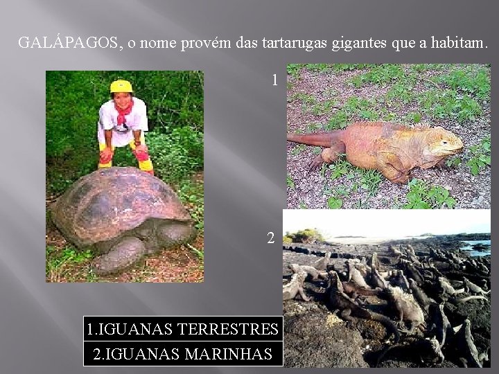 GALÁPAGOS, o nome provém das tartarugas gigantes que a habitam. 1 2 1. IGUANAS