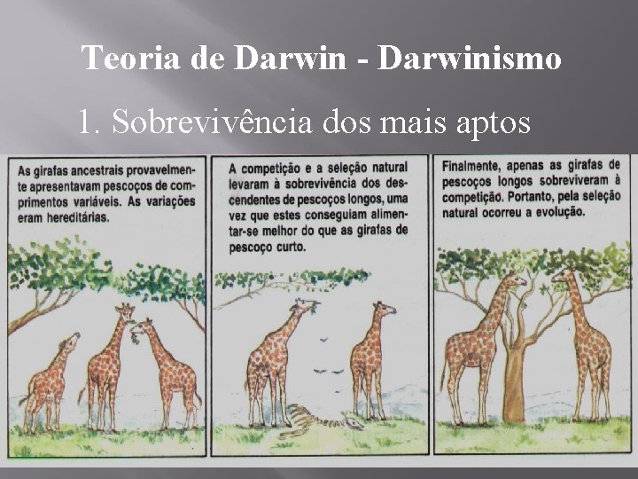 Teoria de Darwin - Darwinismo 1. Sobrevivência dos mais aptos 