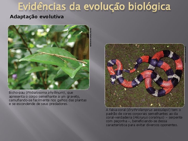 Evidências da evolução biológica FABIO COLOMBINI GABOR NEMES/KINO Adaptação evolutiva Bicho-pau (Phibalosoma phyllinum), que