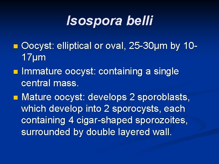 Isospora belli Oocyst: elliptical or oval, 25 -30µm by 1017µm n Immature oocyst: containing