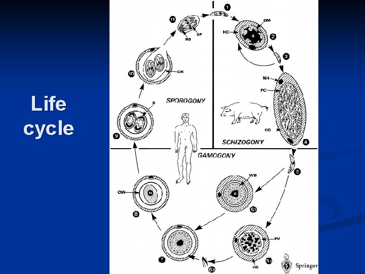 Life cycle 