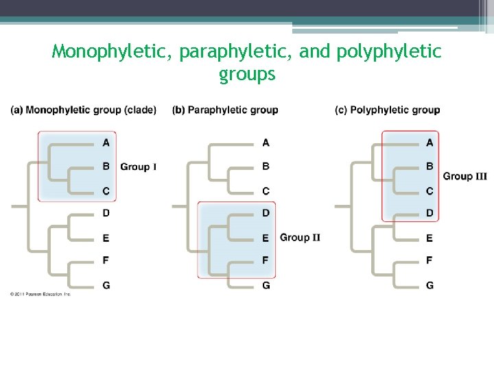 Monophyletic, paraphyletic, and polyphyletic groups 