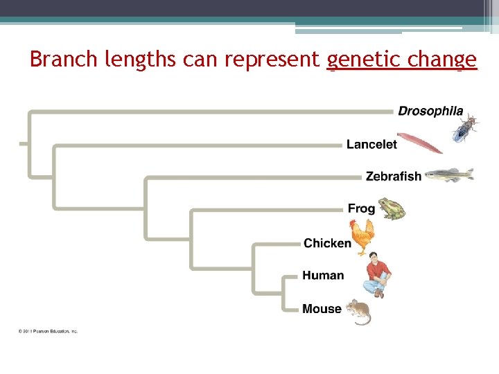 Branch lengths can represent genetic change 
