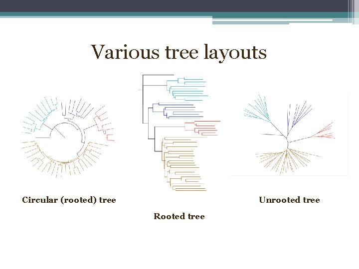 Various tree layouts Circular (rooted) tree Unrooted tree Rooted tree 