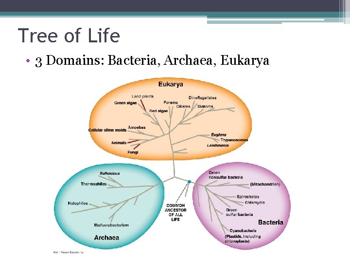 Tree of Life • 3 Domains: Bacteria, Archaea, Eukarya 