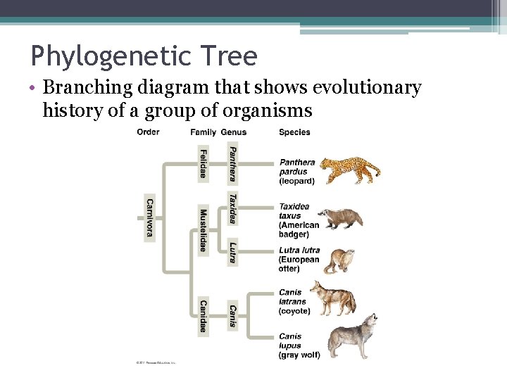 Phylogenetic Tree • Branching diagram that shows evolutionary history of a group of organisms