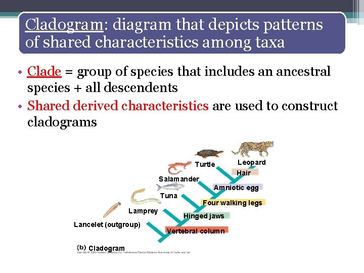 Cladogram: diagram that depicts patterns of shared characteristics among taxa • Clade = group