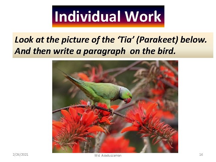 Individual Work Look at the picture of the ‘Tia’ (Parakeet) below. And then write