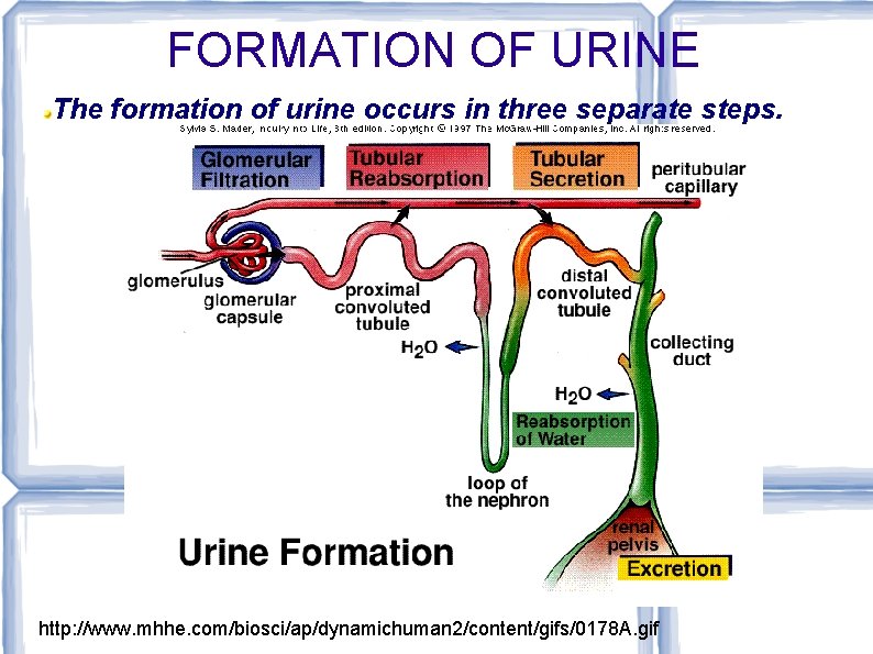 FORMATION OF URINE The formation of urine occurs in three separate steps. http: //www.