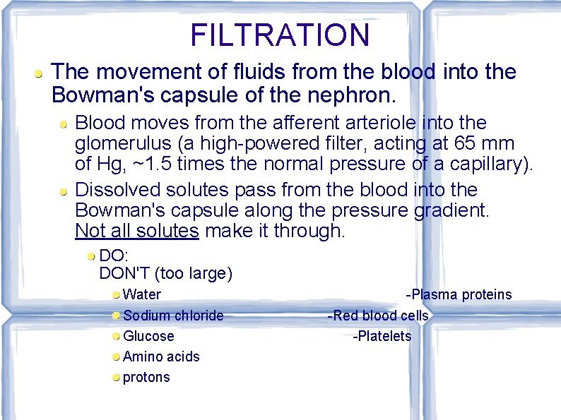 FILTRATION The movement of fluids from the blood into the Bowman's capsule of the