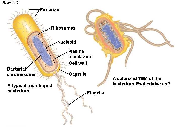 Figure 4. 3 -0 Fimbriae Ribosomes Nucleoid Plasma membrane Cell wall Bacterial chromosome A