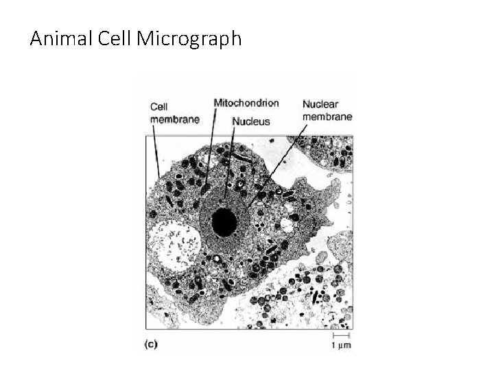 Animal Cell Micrograph 
