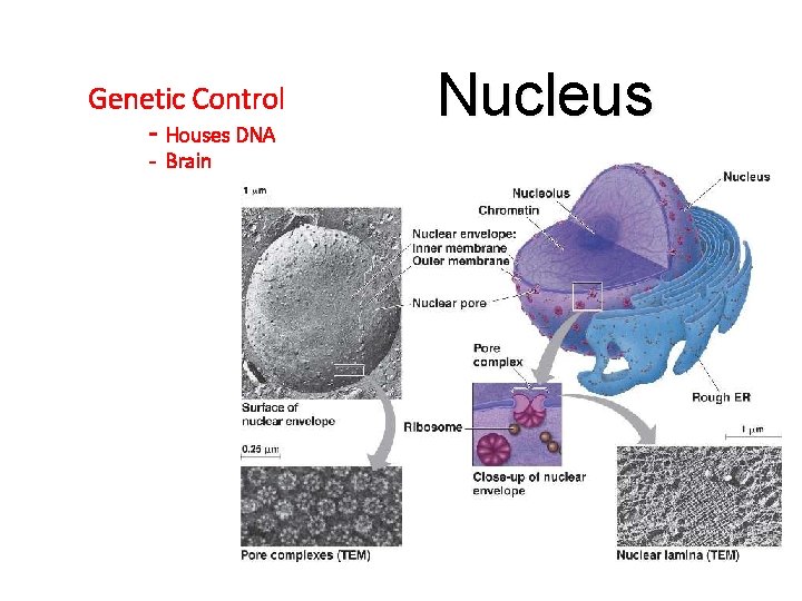 Genetic Control - Houses DNA - Brain Nucleus 