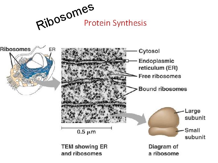 s e m o s o Protein Synthesis b i R 